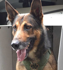k9 3.jpg
