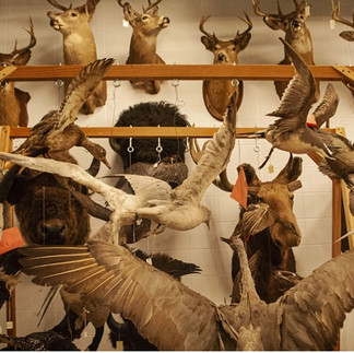 Collections of taxidermy animals. Deer, ducks, moose, bison.