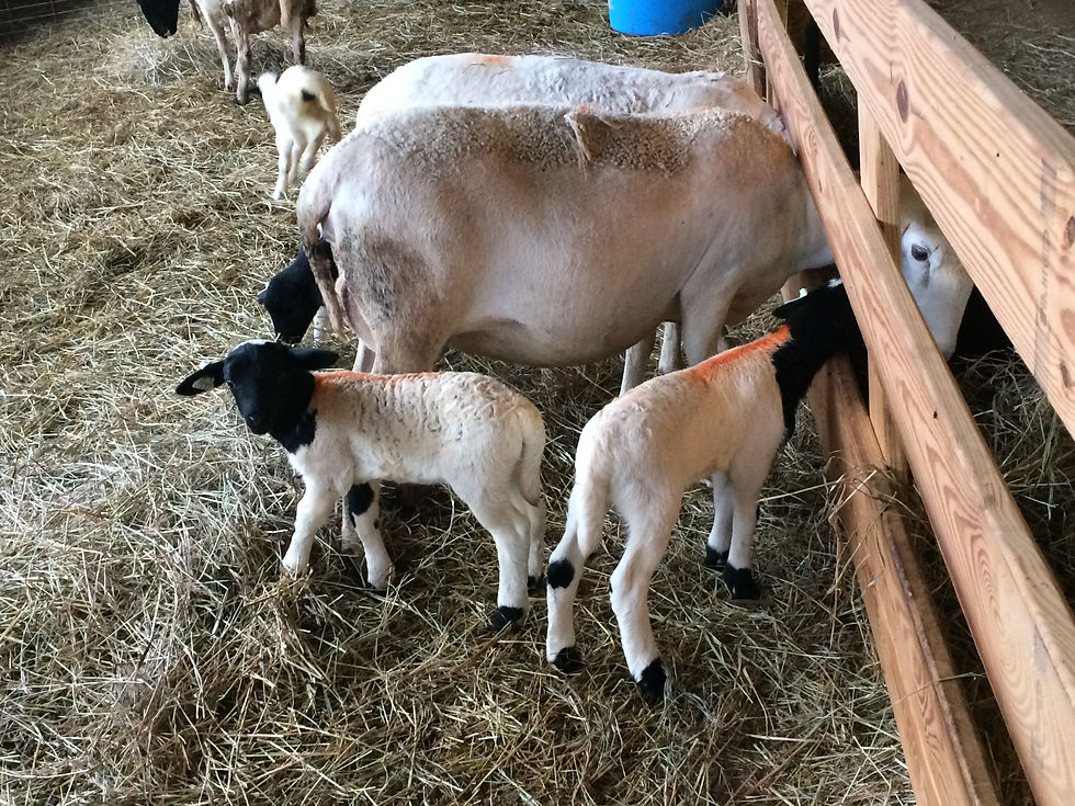 Raising Sheep - the beginning!