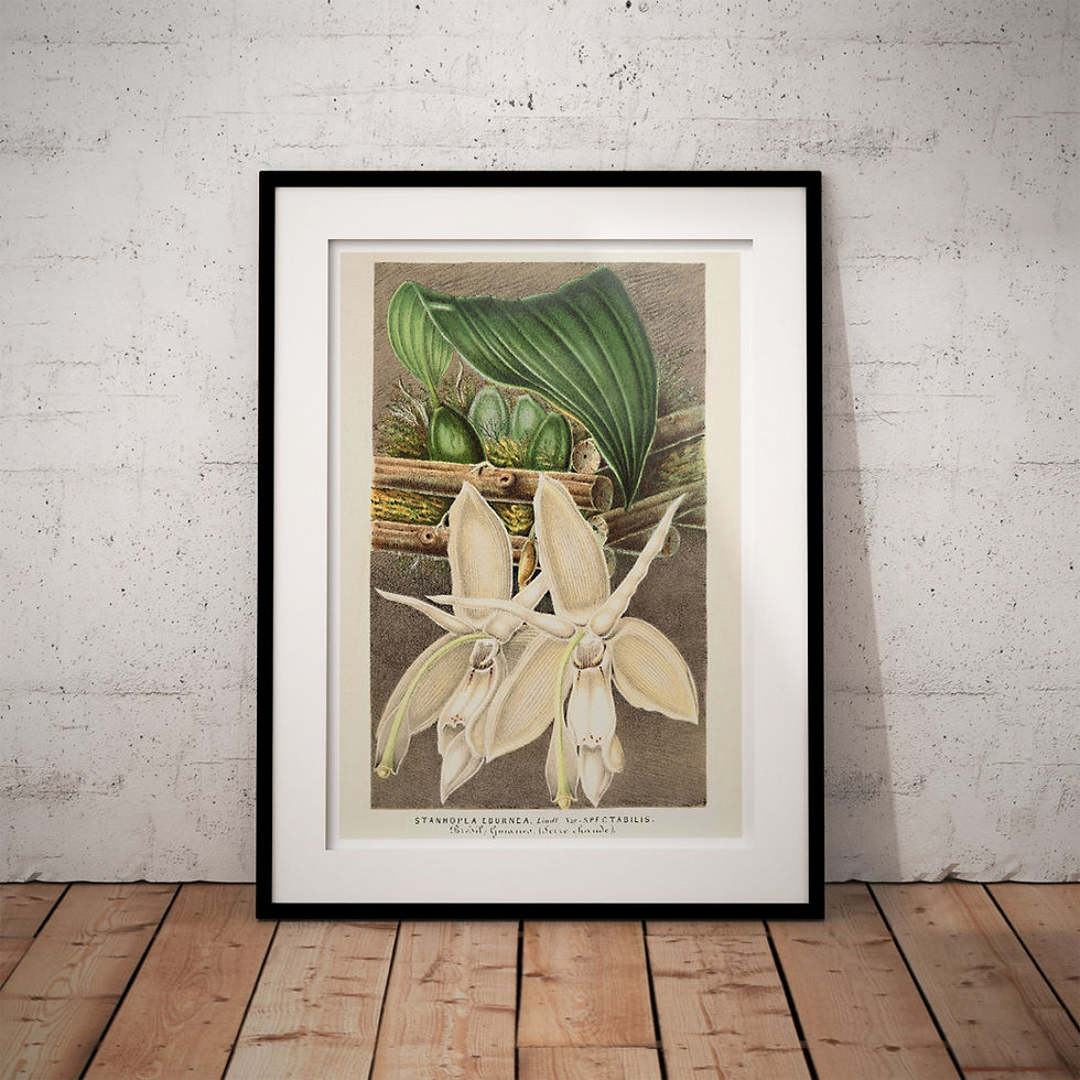 Thumbnail: Botanical Poster - Stanhopea Eburnea Botanical Poster - Stanhopea Eburnea Botan