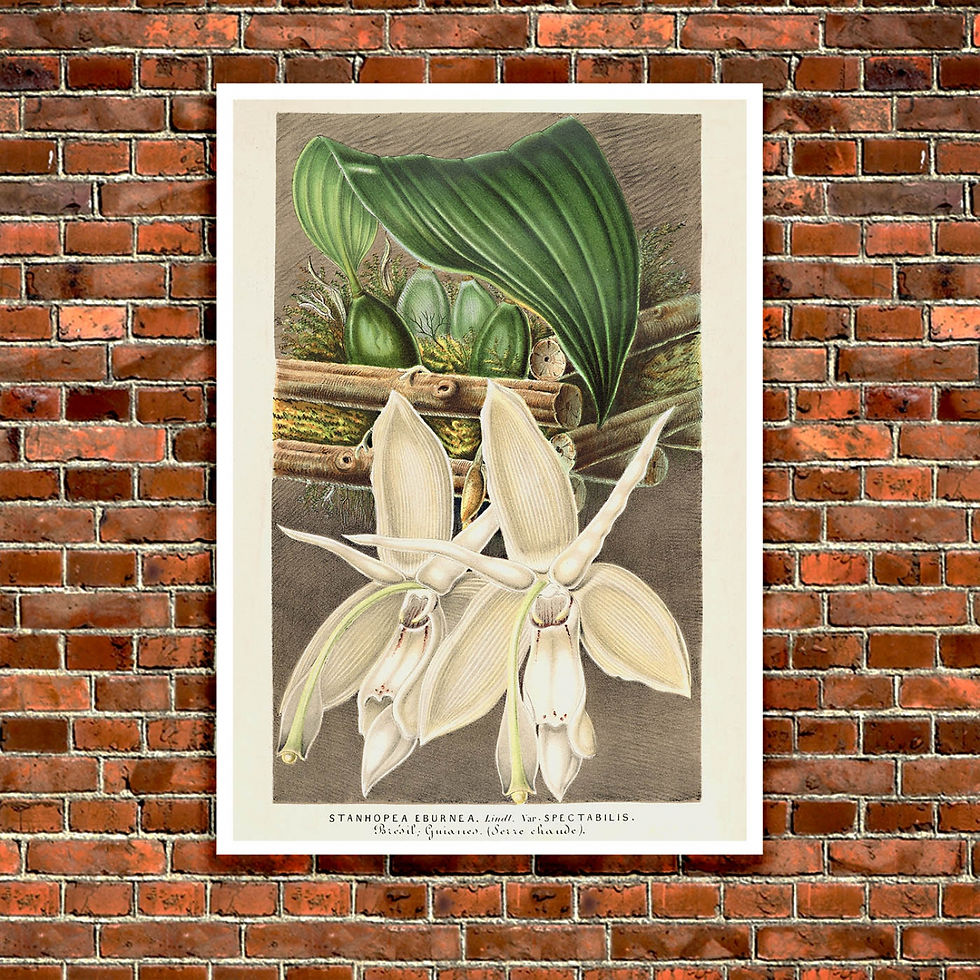 Thumbnail: Botanical Poster - Stanhopea Eburnea Botanical Poster - Stanhopea Eburnea Botan