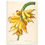 Thumbnail: Botanical Poster - Banana, Musa Paradisiaca