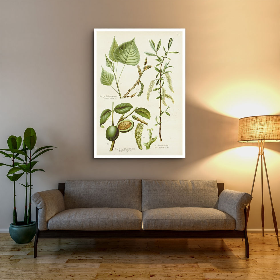 Thumbnail: Botanical Poster - 3 Medicinal Plants