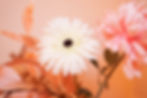 Blume