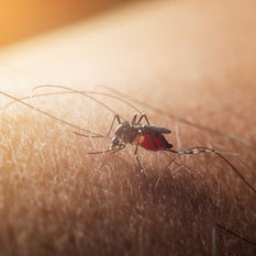 Muestra de mosquito da positivo a virus del Nilo Occidental; se planean tratamientos aéreos 