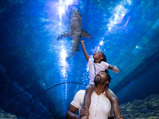 SeaWorld presenta su verano más espectacular
