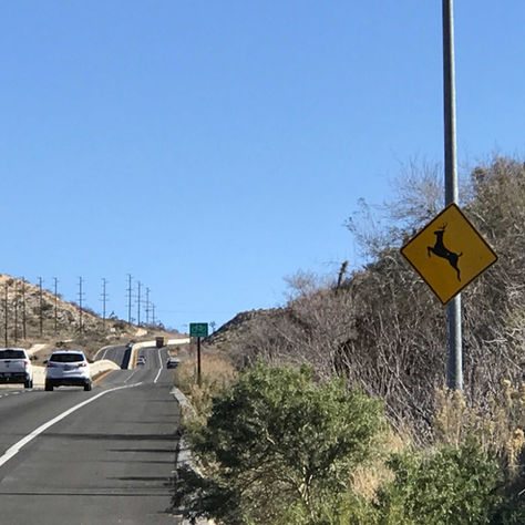 Cruces de fauna silvestre en el desierto de California diseñados para prevenir muertes de pumas y osos