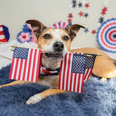 Evita el estrés por fuegos artificiales y protege a tus mascotas este 4 de julio