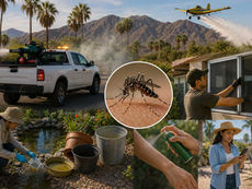 Refuerzan control de mosquitos