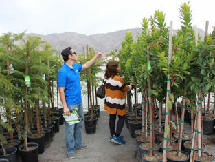 El Programa Árbol para Todos del IID, de Alta Demanda, Regresa Este Otoño