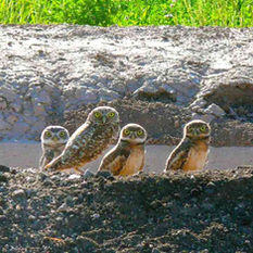 IID presenta informe sobre el búho llanero