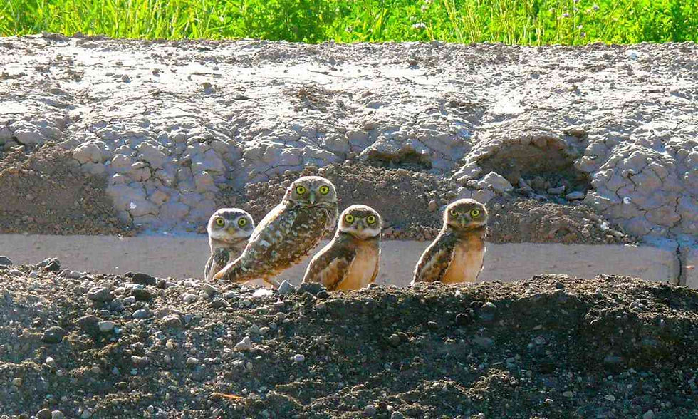 IID presenta informe sobre el búho llanero