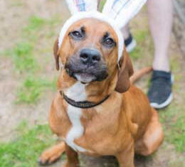 Lo que debes saber para mantener a tus mascotas seguras este Domingo de Pascua 
