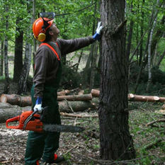 Iniciativa de Empleo en el Sector Forestal de California Ampliando Oportunidades Profesionales y Fortaleciendo la Fuerza Laboral de California