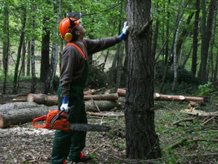 Iniciativa de Empleo en el Sector Forestal de California Ampliando Oportunidades Profesionales y Fortaleciendo la Fuerza Laboral de California