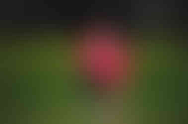 Portera y goleadora (Susan) del equipo Cachanillas FC Div. Veteranas de la Liga de Coachella