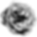 Default Rose