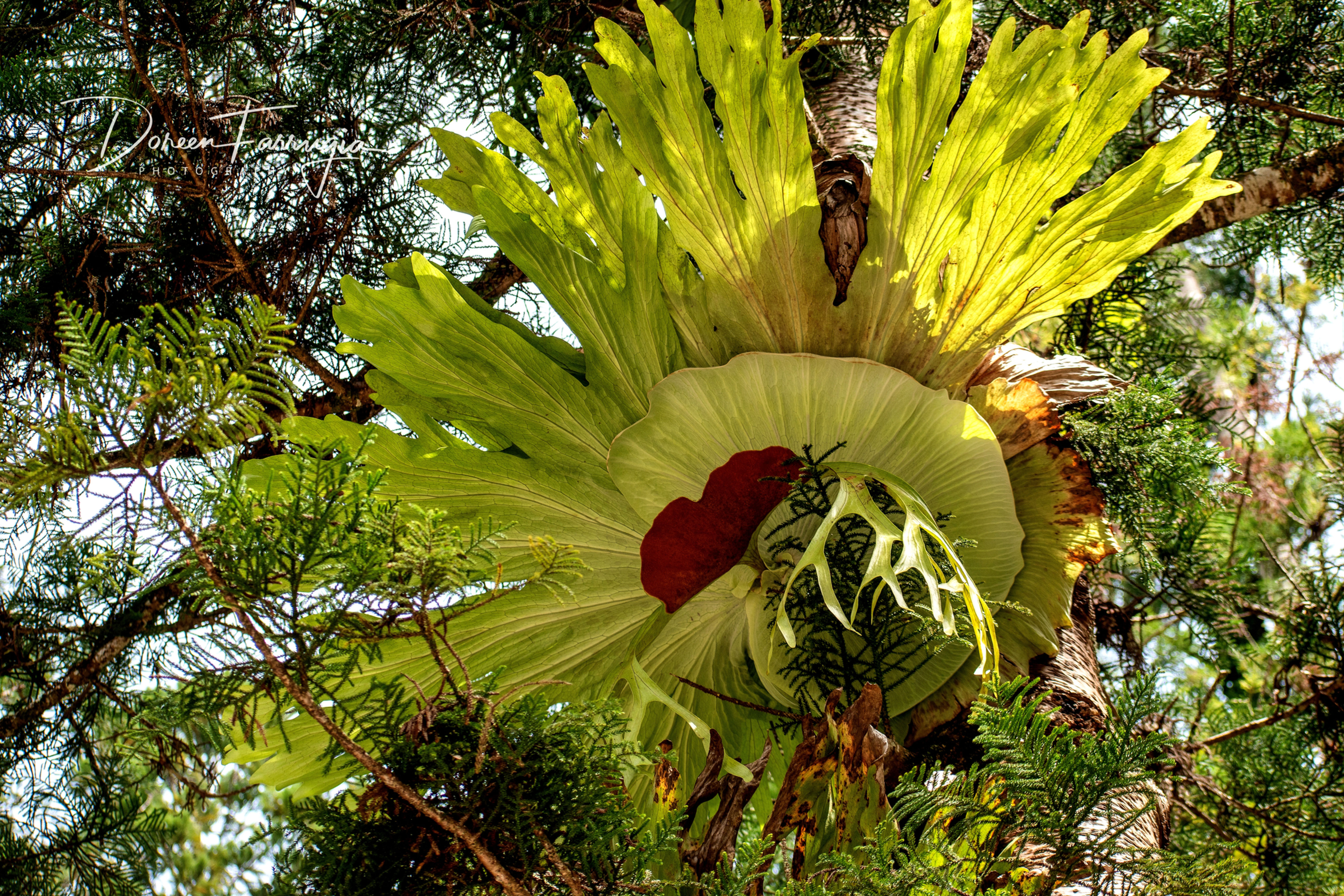 nature and trees forest