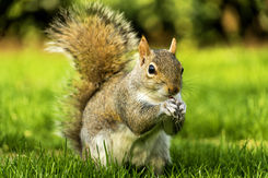 squirrel (3).jpg