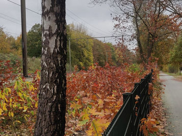1| TREEvember en de Amerikaanse eik