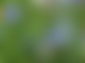 Ecologisch bermbeheer