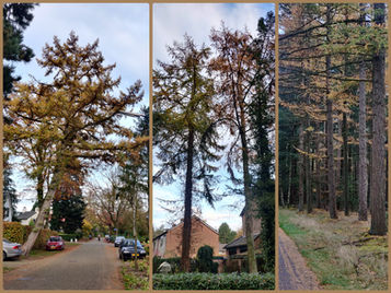 4| Treevember: Lariks (laan)