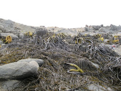 Pajonales