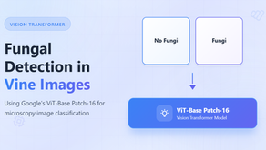 Fungal Detection in Vine Images: Using Google’s ViT-Base Patch-16 Vision Transformer