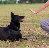 German Shepherd training (Sit command).j