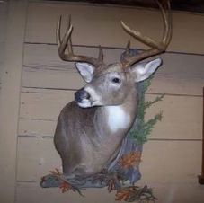 Buck Shoulder Mount