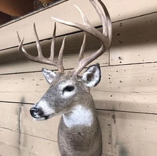 Shoulder Mount Buck
