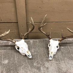 vanrossum skulls.jpeg