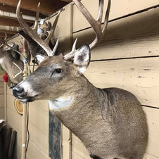 Shoulder Mount Buck