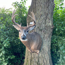 Shoulder Mount on Tree