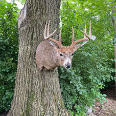 Shoulder Mount on Tree