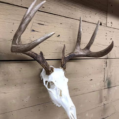 minnesota whitetail.jpeg