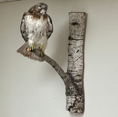Red-Tail Hawk