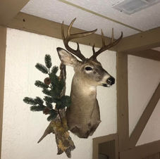 Buck Shoulder Mount