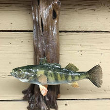 mark cross yellow perch .jpeg