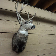 Mule Buck Shoulder Mount