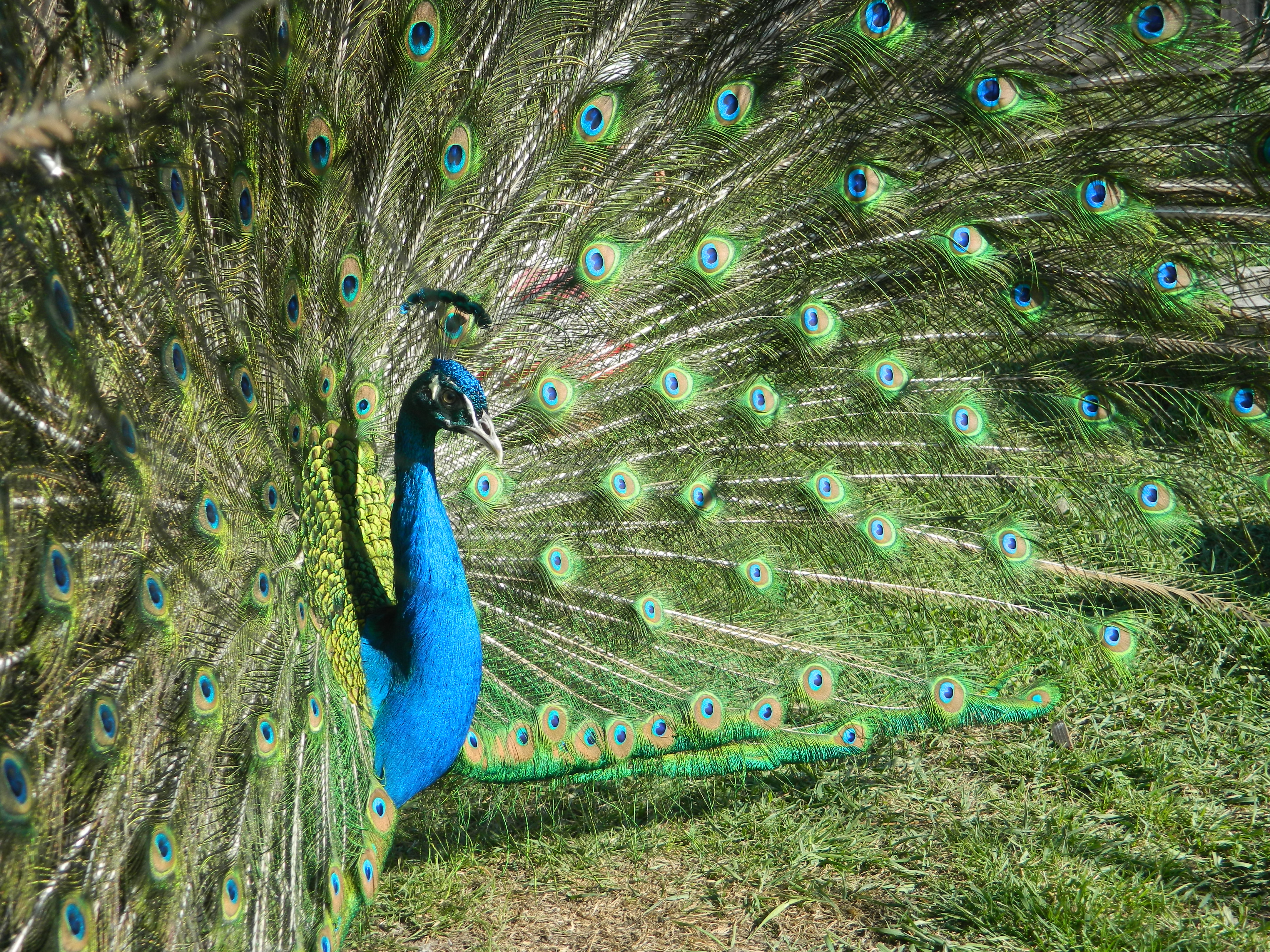 Купить Павлина В Ростовской Области На Авито