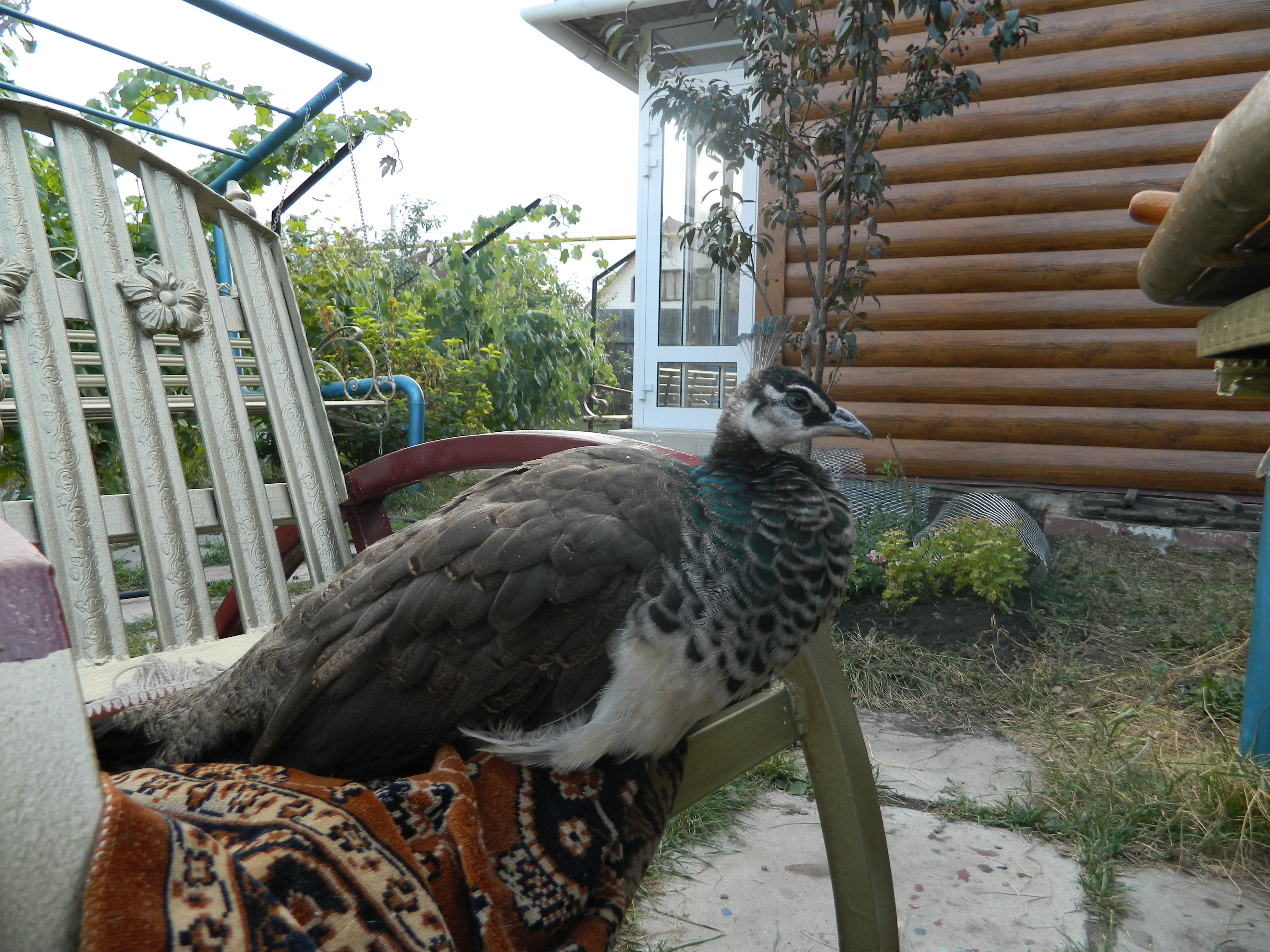 Купить Павлина В Ростовской Области На Авито