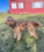 F1 mini goldendoodle