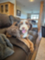 Chocolate Bernedoodle