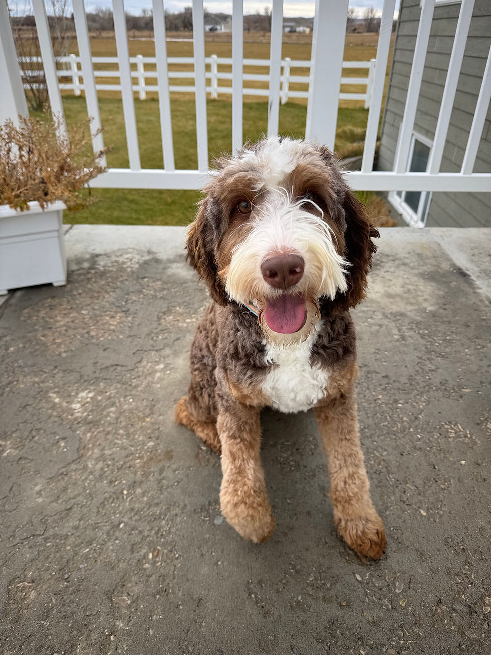 Chocolate Bernedoodle