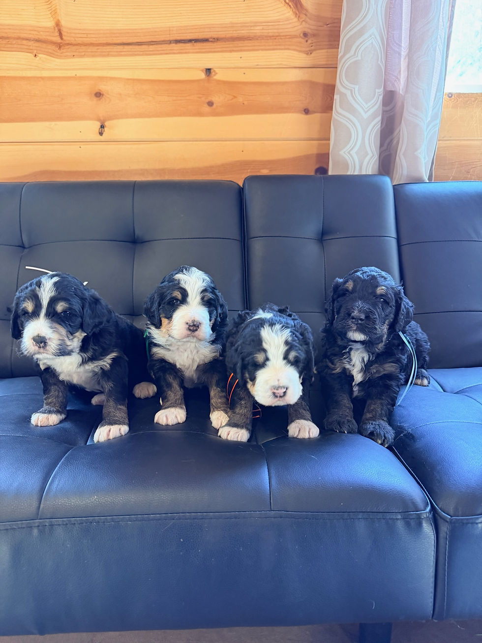 F1 Standard Bernedoodle Puppies
