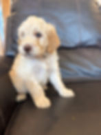 Mini Goldendoodle Puppy