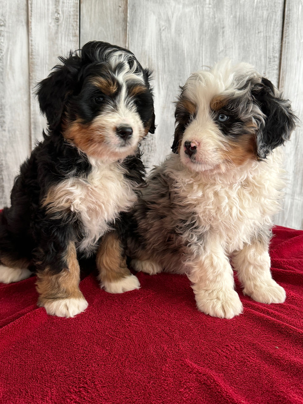 Australian Mountaindoodle Puppies
