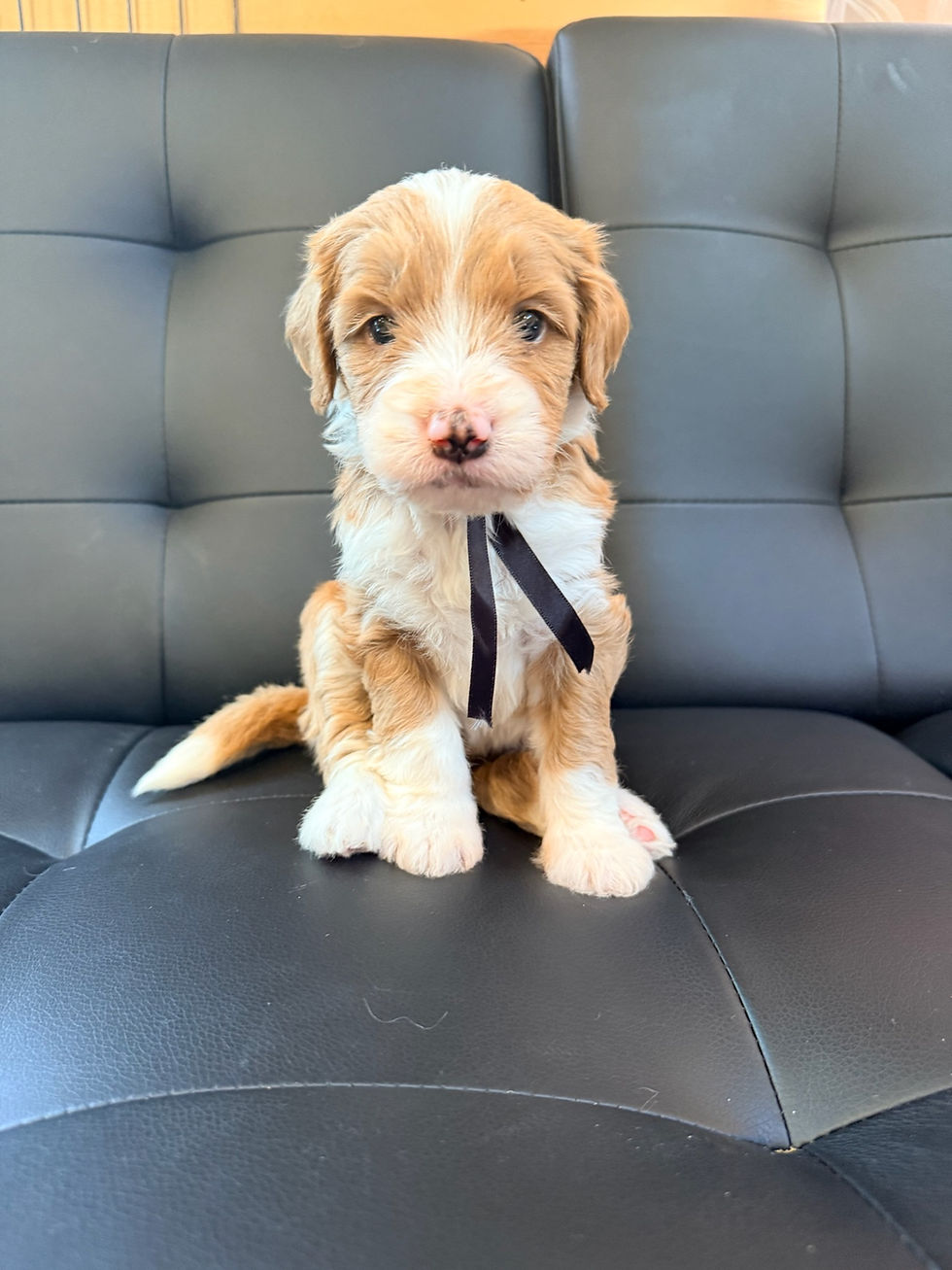 Multigen Red Bernedoodle Puppy