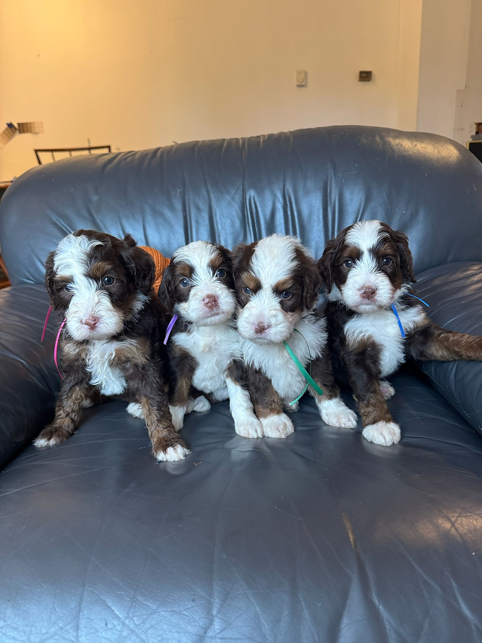 Chocolate Tri Medium Bernedoodle Puppies